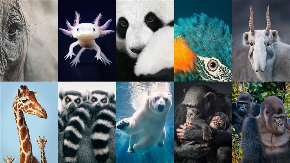 Inage if endangered animals 