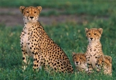 Cheetah family Cheetah family